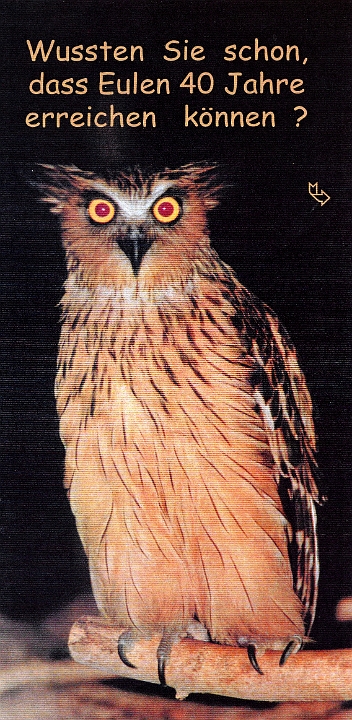 Eule